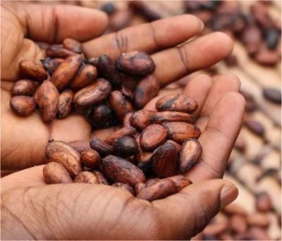 Pre-contracting helped this roaster secure coffee at the best price
